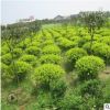 供应金叶女贞球 绿化植物丛生金叶女贞女贞毛球批发规格齐全
