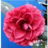 红叶贝拉/紫贝拉珍贵茶花苗庭院阳台花卉3年生苗高25-30cm多枝条