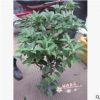 沐春花卉--盆栽桂花 当年开花 株型匀称 月桂年桂丹桂 45-50盆