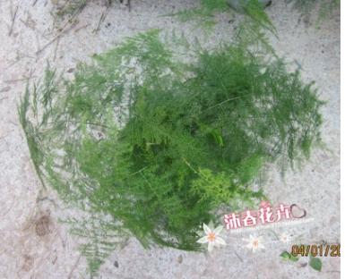 自产自销 批发盆栽花卉文竹 办公室植物 文竹小苗 黄金竹 罗尾竹图2