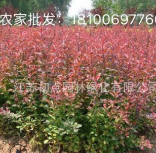 绿化工程苗花坛灌木篱笆树苗红叶小檗苗红叶小波紫叶小檗苗球状