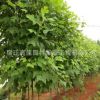马褂木 马褂木小苗 园林观赏 马褂木树苗5-8-10-12-15公分粗