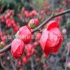 基地批发红梅树苗 园林庭院绿化垂梅苗 优质梅花树苗盆景量大优惠