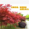 红枫庭院树苗绿化树苗