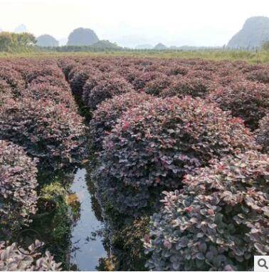 红花继木工程绿化色块绿篱庭院观叶量大从优红花继木基地批发