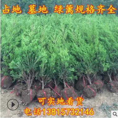 直销蜀桧球 蜀桧 桧柏 塔柏 占地桧柏 1-4米品种规格齐全