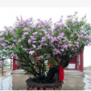 四季丁香花苗 庭院/盆栽植物 丁香花树苗 320天循环开花 香飘十里