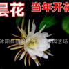 昙花苗室内阳台庭院植物盆栽观花花卉绿植昙花一现盆景易成活浓香