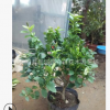 苗圃大量 批发正宗台湾无籽香水柠檬树苗青柠檬尤力克柠檬果树苗