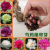 醉美江南园艺场批发芍药 花苗 芍药种根 芍药花 当年可开花包成活