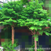 供应金钱松盆景小树苗、景观园林道路工程绿化、规格齐全