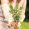 批发黄杨树苗瓜子黄杨小叶黄杨小苗彩色/绿化苗木规格齐全特惠
