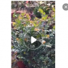盆栽四季常青植物名贵花木 紫檀树桩小叶紫檀木高档盆景净化空气
