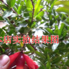 批发花石榴苗 优质花石榴价格 规格齐全 月季花石榴 花石榴树苗