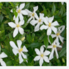 小叶栀子花