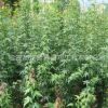 青枫小苗批发 树苗销售 鸡爪槭树价格 青枫树苗行道树 量大优惠