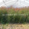 基地批发 绿化苗木 红叶石楠小苗 红叶石楠球 高杆红叶石楠球苗