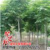 优质七叶树树苗 风景工程绿化苗木 行道风景树 树形优美饱满