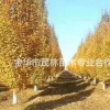 金华茂林供应鹅耳枥