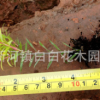 黄金香柳/千层金/黄金宝树/金千层/有香味的彩叶苗/盆苗