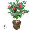 基地批发茶花小苗 茶花盆栽 山茶花小苗 绿化小苗量大优惠低价