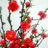 日本海棠花盆栽花卉花苗 植物盆景树桩长寿冠海棠7年大苗 树形好