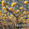 出售庭院观赏绿化苗结香苗金腰带打结花梦冬花树苗带土发货包成活