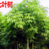 批发七叶树树苗 绿化工程 红花七叶树苗 行道风景树七叶树