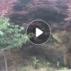 供应各种绿化苗木 园林工程美国红枫小苗盆栽植物 花卉苗木规格齐
