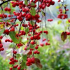 高杆红巴伦海棠种植基地，春季之美与你分享