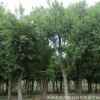 批发榔榆树 榆树造型盆景 白榆 榆树小苗工程绿化行道树榆树桩
