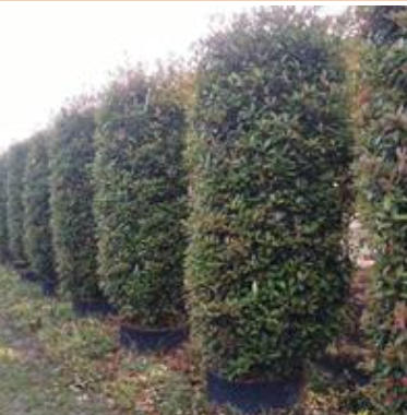 浙江红叶石楠柱 红叶石楠柱基地 萧山工程苗配送批发/供应