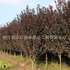 红叶李树苗绿化苗木色块绿篱行道点缀庭院种植量大从优红叶李直销