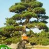 基地批发日本黑松 园林绿化乔木 造型黑松 规格齐全 欢迎咨询
