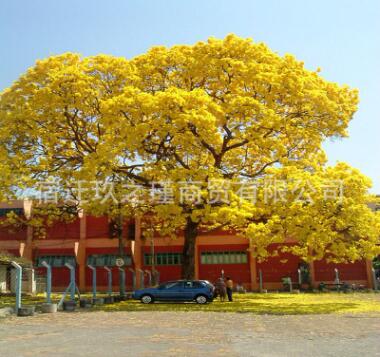 黄金风铃木苗 巴西风铃木庭院别墅校园种植行道树