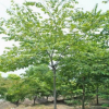 苗圃批发榉树 红榉树工程绿化榉树小苗 防护树品种齐全量大优惠