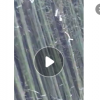 批发优质园林绿化苗木 青竹苗 四季常青青皮竹小苗 庭院观赏植物