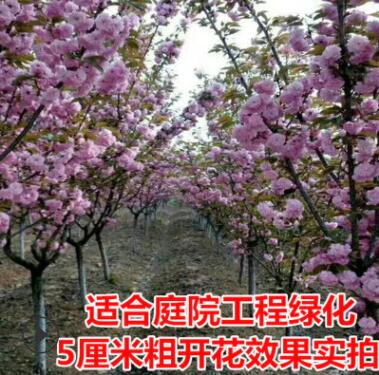 樱花苗 大山樱花 樱花小苗 速生樱花树苗批发晚樱基地直销苗木