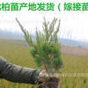 龙柏小苗批发小龙柏 龙柏树工程绿化小苗龙柏苗四季常青龙柏树