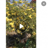 木香花苗庭院阳台攀援爬藤植物七里香苗木香花盆栽黄木香白木香花