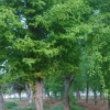 基地批发三角枫苗 三角枫树苗 优质三角枫小苗 规格齐全三角枫