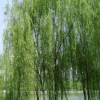 绿化苗木直销 柳树苗 垂柳树苗 垂柳苗 速生竹柳苗批发 规格齐全