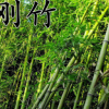 刚竹护坡绿化竹子 园林景观竹园林绿化苗工程竹 观赏竹子基地直销