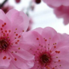 美人梅 绿化树苗 花灌木 基地直销批发价格 观花观叶植于庭院路旁