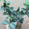 批发绿化苗 茶梅小苗 大苗 茶梅球道路绿化 工程绿化苗 规格齐全