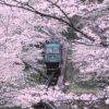 日本樱花