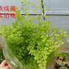 铁线蕨 盆栽 室内盆栽花卉 净化空气四季常青铁线蕨花苗