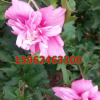 重瓣木槿花苗耐寒苗木 木槿花苗树苗 多花木槿 绿化树苗 当年开花