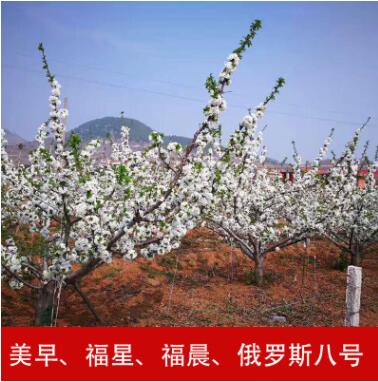 产地直销福星福晨大樱桃车厘子苗六年小树樱桃树苗樱桃苗树苗批发