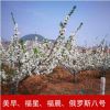 产地直销福星福晨大樱桃车厘子苗六年小树樱桃树苗樱桃苗树苗批发